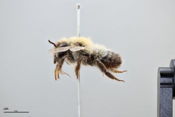 Media type: image;   Entomology 793801 Aspect: habitus lateral view